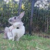 みみちゃんまま