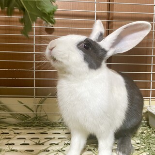 学校うさぎを卒業した男の子