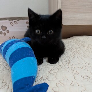 2025/9/27生まれ　黒猫べた慣れ女の子♪