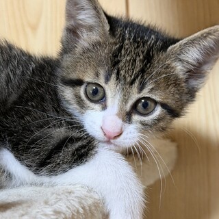 小さくてもわかる美人なかわいい女の子