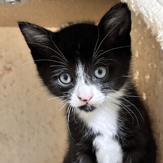 黒白猫の元気な愛らしい男の子