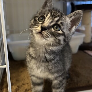 2ヶ月キジトラ女の子柚子ちゃん