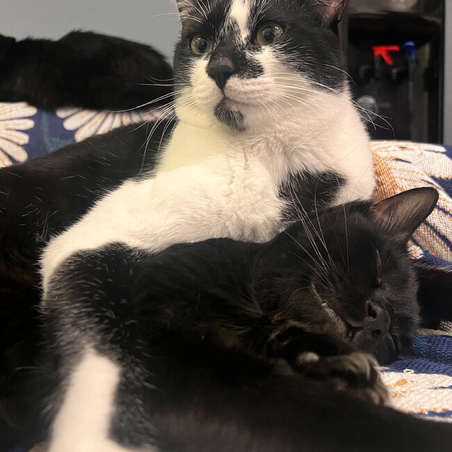 kote.sora.nonのカバー写真
