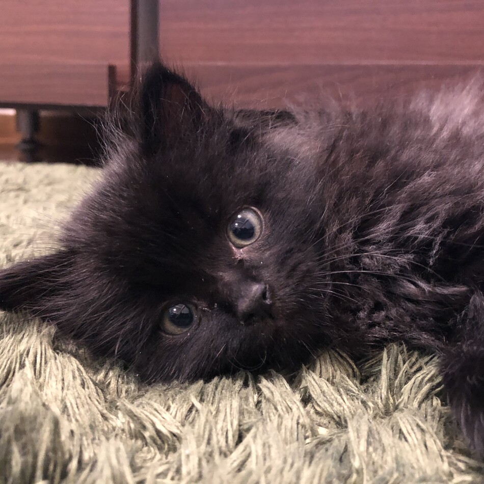 コテのカバー写真