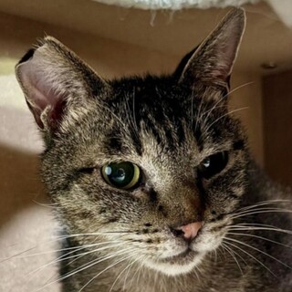 【カク】可愛らしい声で鳴く推定４歳のキジの男の子