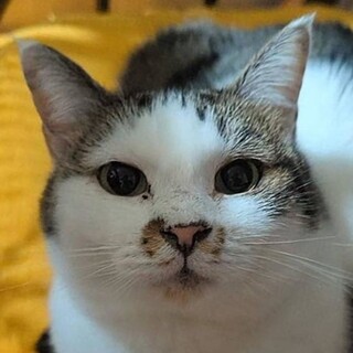 【あけび】丸顔で小柄の愛らしい女の子