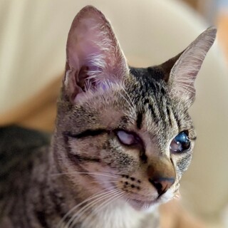 【レイ】元気いっぱい！人馴れしてます！キジの女の子