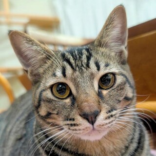 【たんじろう】9ヶ月キジ♂【いのすけ】と一緒希望