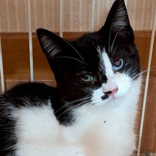 オッドアイのあけびちゃん