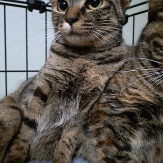 �ڂ��ς������ �g�ȂȂ݁h �����