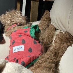 足を上に上げて寝る変わった犬