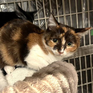 素敵なキャラメルマキアート柄♡ねむちゃん