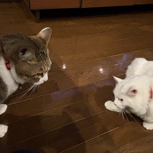 ネギタコのカバー写真