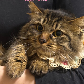 一緒に寝てます！甘えん坊のゴージャスキジトラちゃん