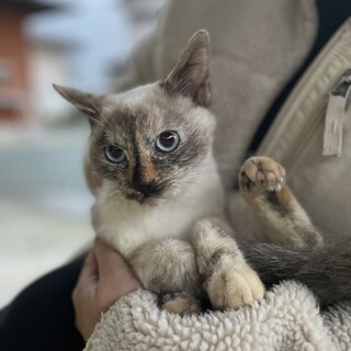 めちゃくちゃ人馴れしてるシャムミックスさん