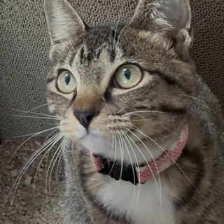 甘えん坊で食いしん坊なりさちゃん