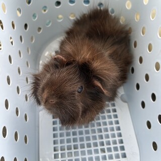 推定５歳のモルモット（女の子）