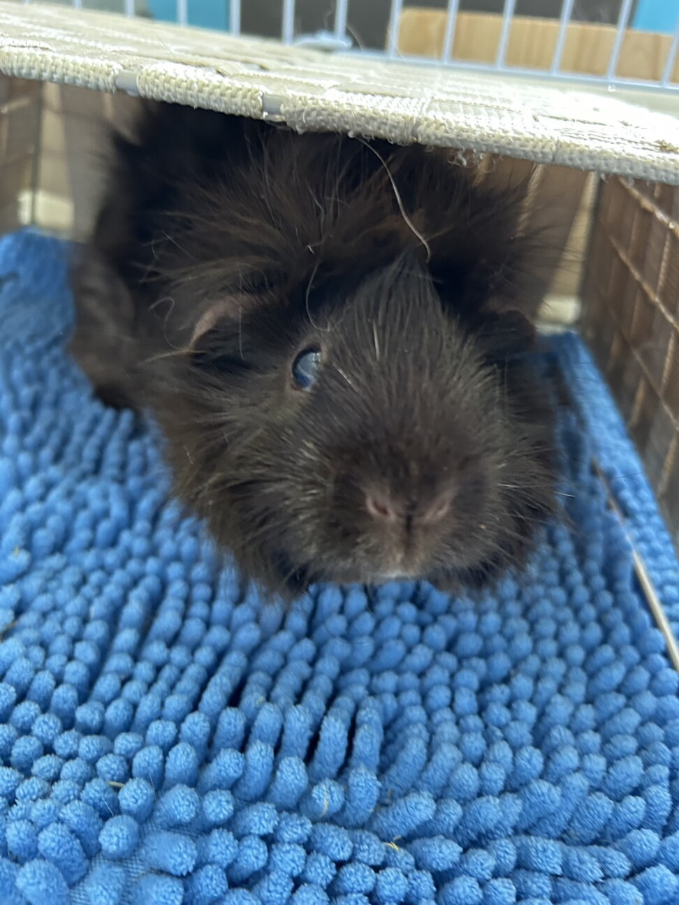 推定５歳のモルモット（女の子） サムネイル2