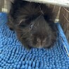推定５歳のモルモット（女の子） サムネイル2