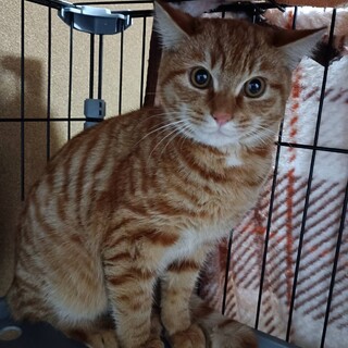 可愛い顔してますが男の子です茶トラ