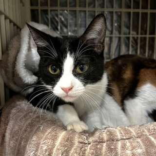 きれいなハチワレ⭐︎トキくん