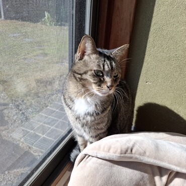 殿は、南向きの窓際で日向ぼっこを兼ねたニャルソック中
