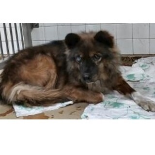 年末飼い主さんのお迎えありました。