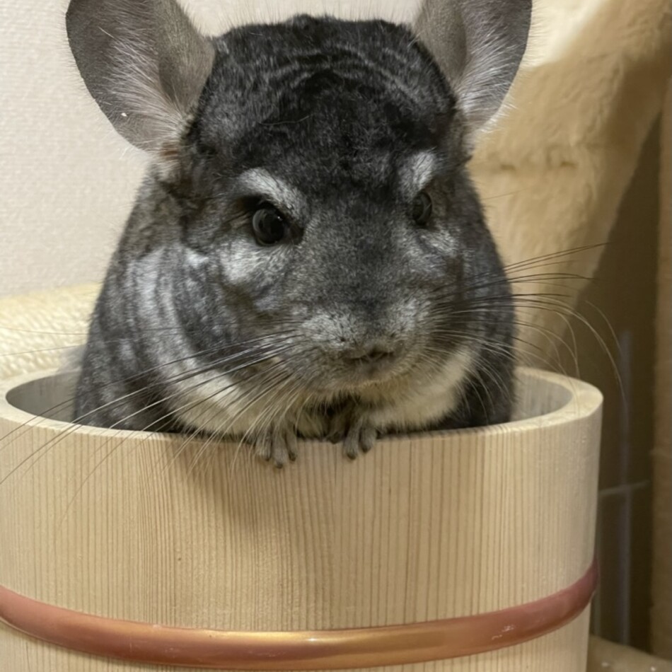 ぽんのカバー写真