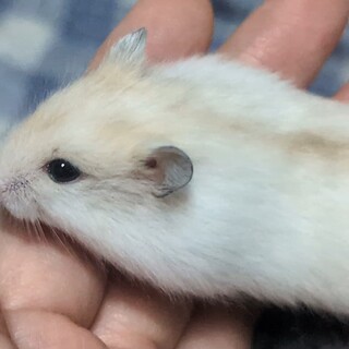 ジャンガリアンハムスター」福島県 - 小動物の里親募集(533239) 1枚