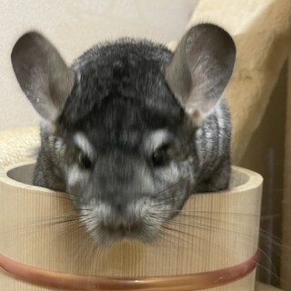 有期海外赴任のため里親を探しています