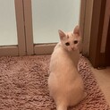 白猫ちゃん！オッドアイの女の子♡