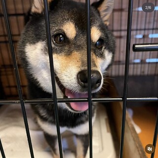 6歳黒柴女の子優ちゃん