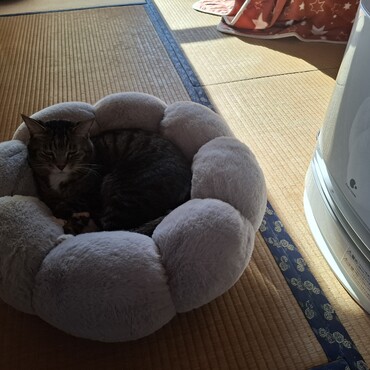 お試しで1つ買ったポンデリング型ベッド、お姫様のお気に召さなかったけど、お殿様はご満悦