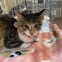 お庭に現れた子猫ムギちゃん