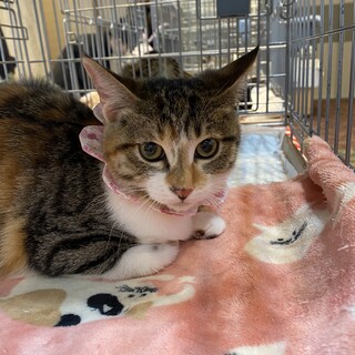 お庭に現れた子猫ムギちゃん