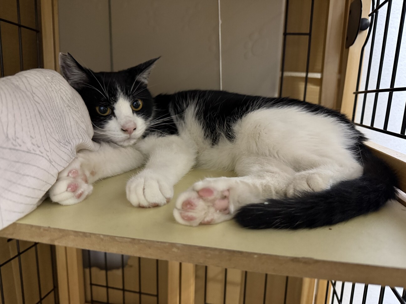 春生まれのハチワレ、Leo君 サムネイル2