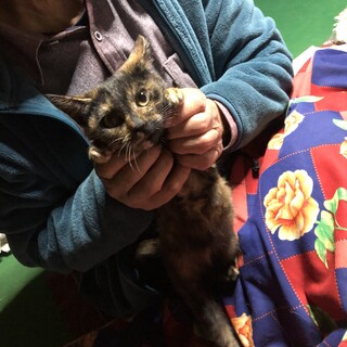 1/25譲渡会　深い茶系のサビ柄のんびりおっとり姫