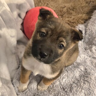 推定2ヶ月弱の女の子