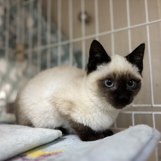 びじんさんなシャムのシフォン