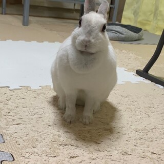 急募！年内までに里親さまを探してます！