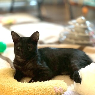  ブラックスモーク❤︎イケメン❤︎もずく