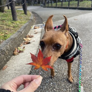 元気なミニピンの女の子 7歳 はなちゃん