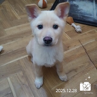 飼い主様に先立たれ帰るおうちの無い保護犬です。