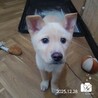 飼い主様に先立たれ帰るおうちの無い保護犬です。 サムネイル2