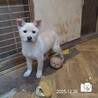 飼い主様に先立たれ帰るおうちの無い保護犬です。 サムネイル3