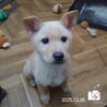 飼い主様に先立たれ帰るおうちの無い保護犬です。 サムネイル5