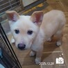 飼い主様に先立たれ帰るおうちの無い保護犬です。 サムネイル7