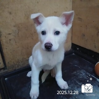 飼い主様に先立たれ帰るおうちの無い保護犬です。