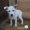 飼い主様に先立たれ帰るおうちの無い保護犬です。 サムネイル2