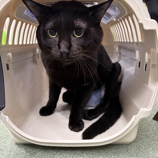 生命力がハンパない！クロネコ剛(つよし)